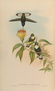 Bourciera fulgidigula = Coeligena torquata de John Gould